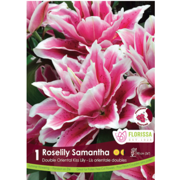 Bulbs Lily Oriental Roselily Samantha 1/Pkg.