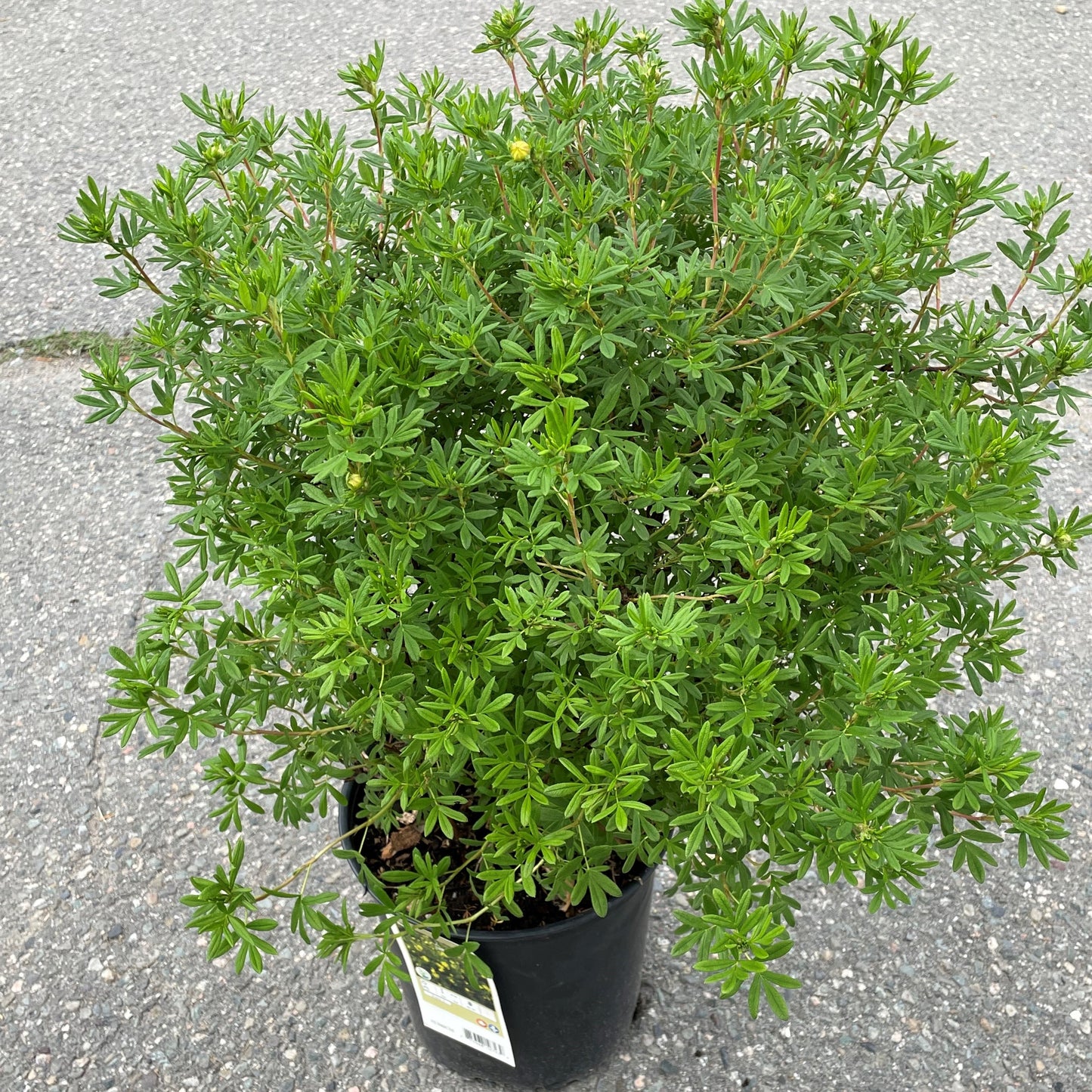 Potentilla ‘Goldfinger’