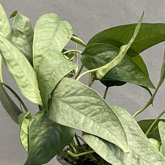 Pothos 'Cebu Blue'