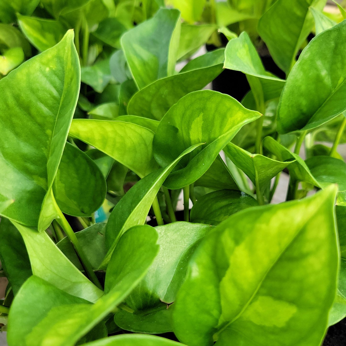 Pothos 'Global Green'