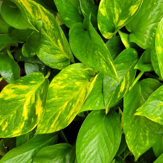 Pothos 'Golden'