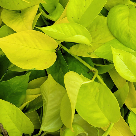 Pothos 'Neon'