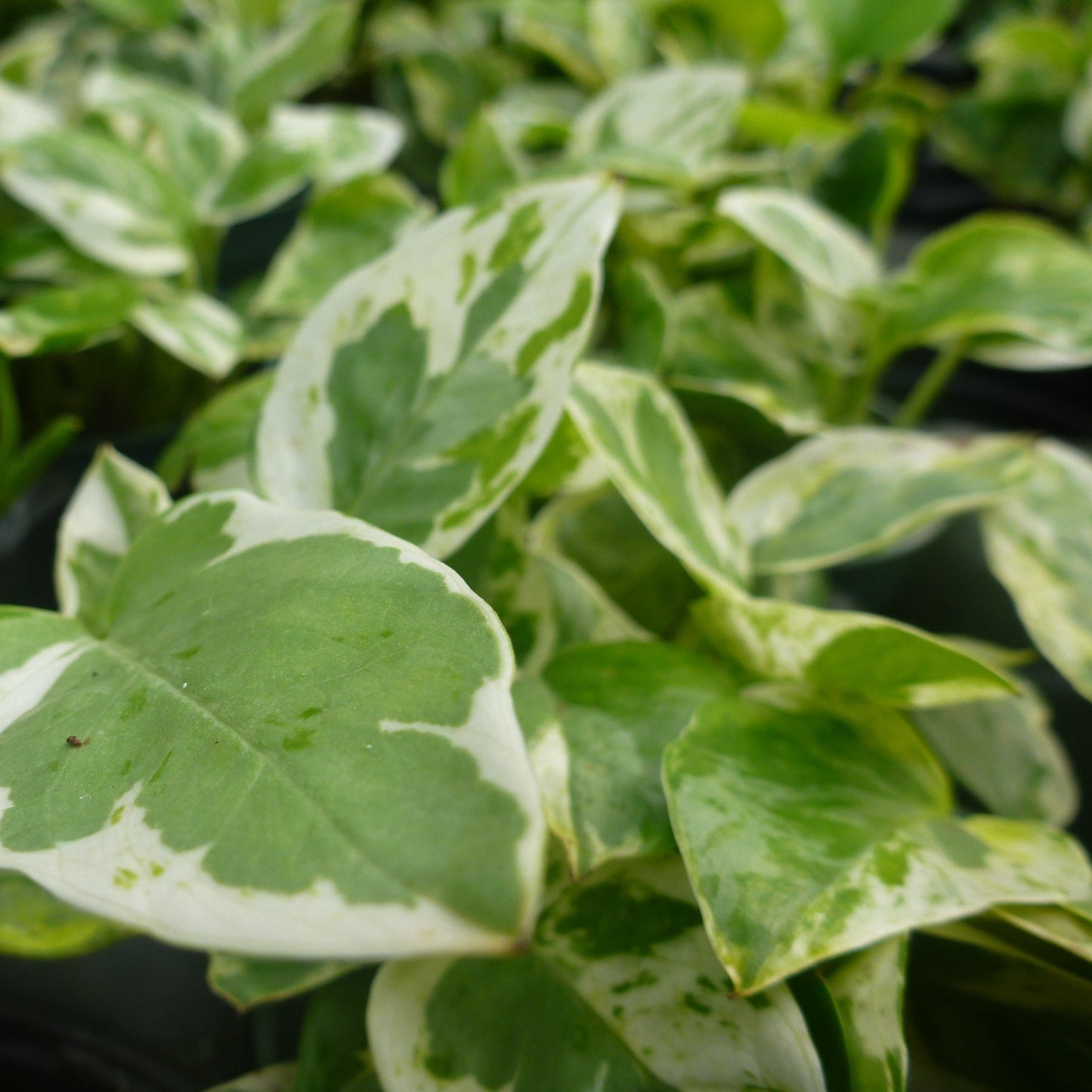 Pothos 'Pearls N Jade'
