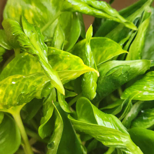 Pothos 'Shangri La'