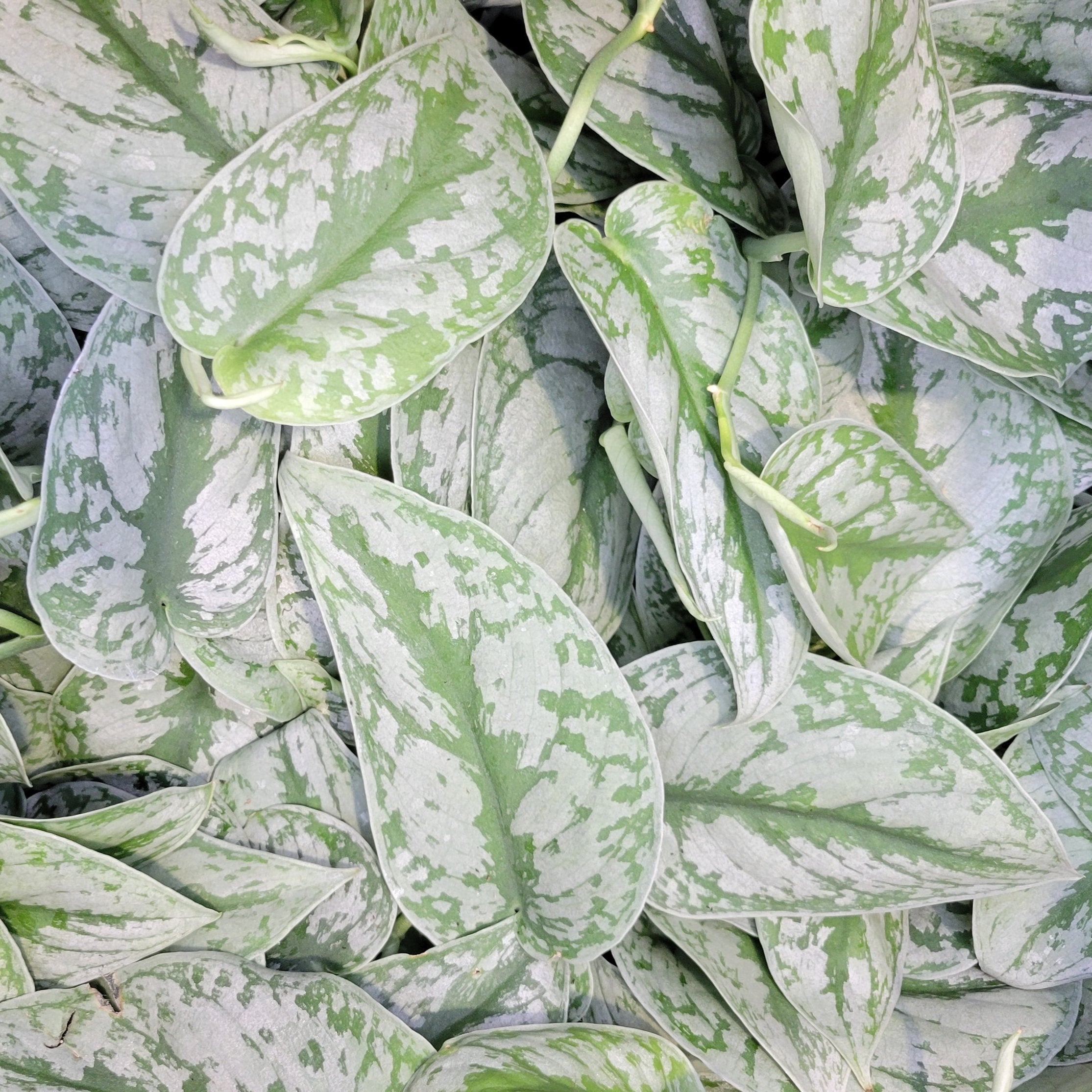 9+ Silver Pothos Care Foliage New Arrivals – Page 2 – Scott's Nursery Ltd.