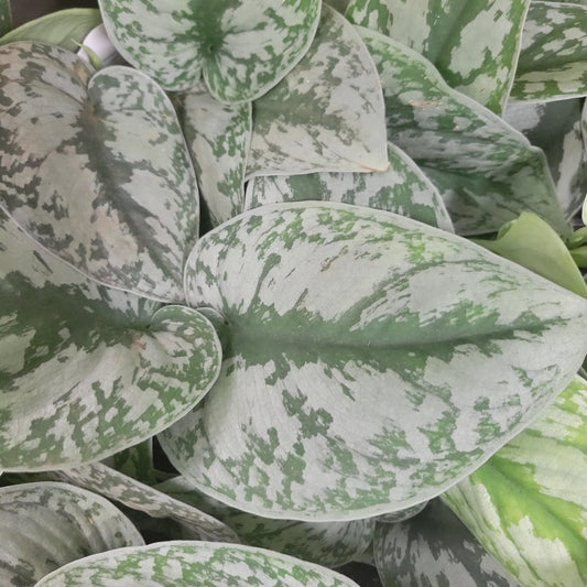 Satin Pothos 'Silver Splash'