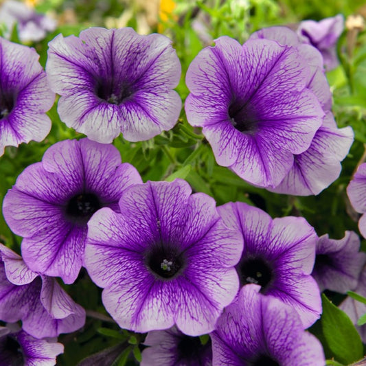 Petunia 'Potunia® Plus'