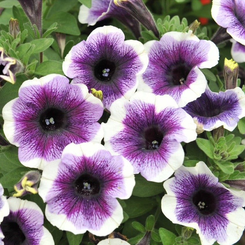 Petunia 'Potunia® Plus'