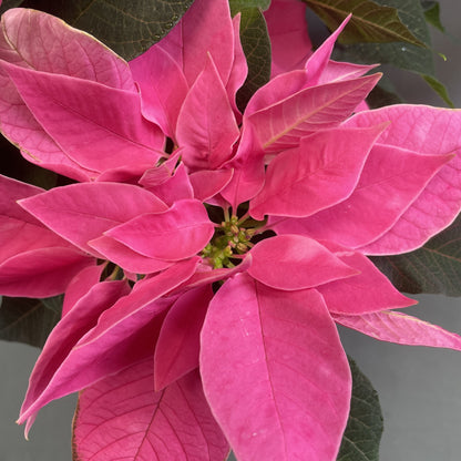 Poinsettia/Princettia