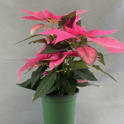 Poinsettia/Princettia