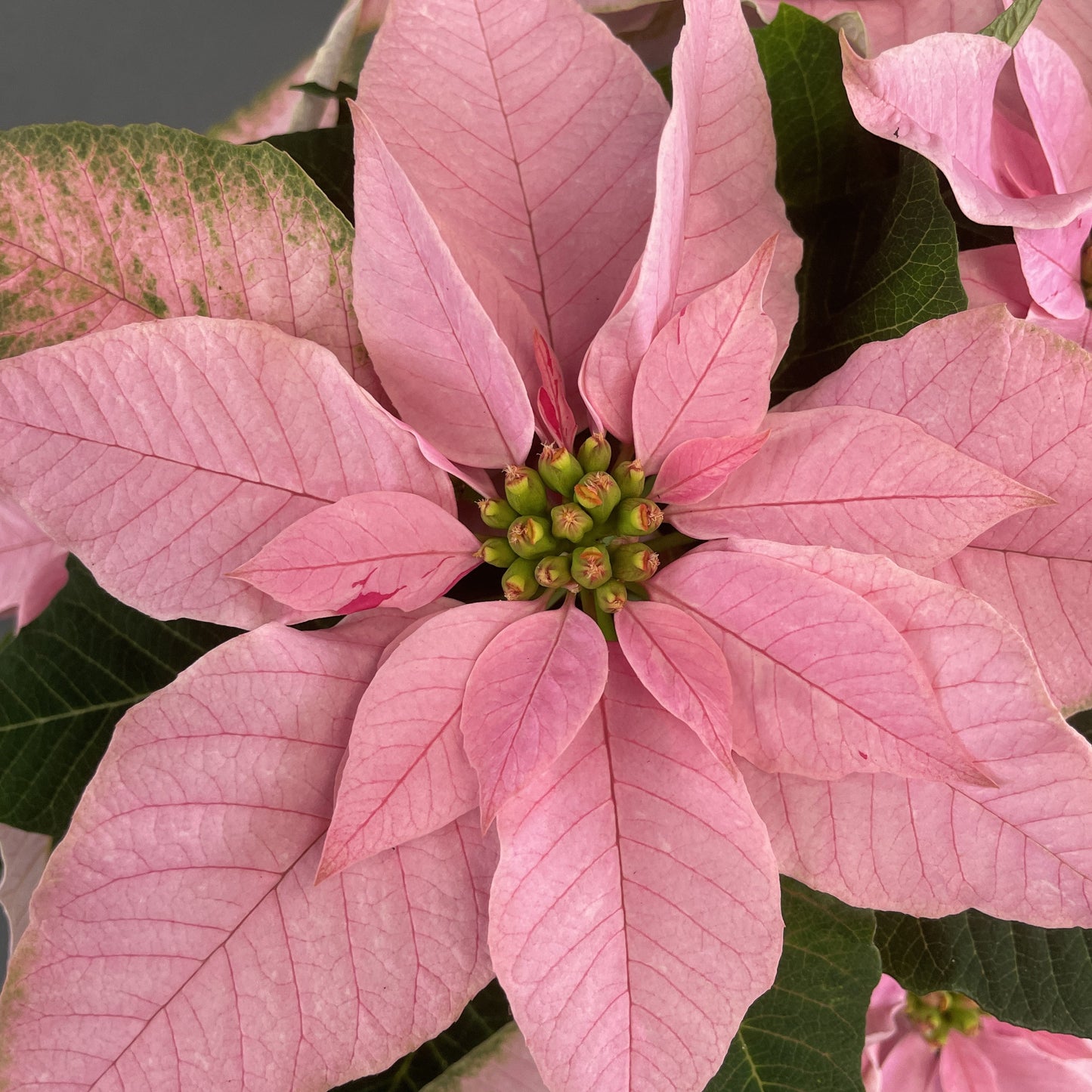 Poinsettia/Princettia