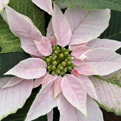 Poinsettia/Princettia
