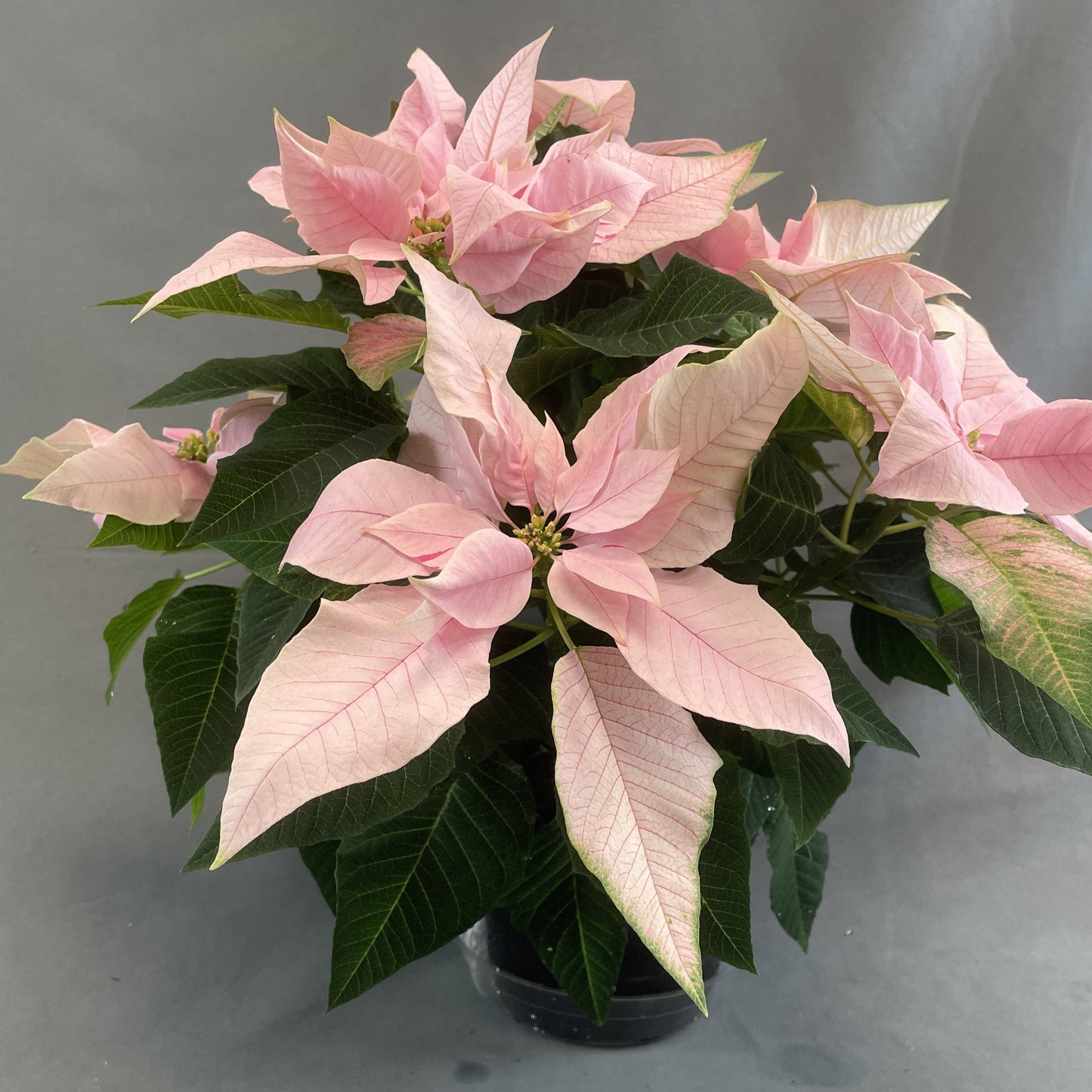 Poinsettia/Princettia
