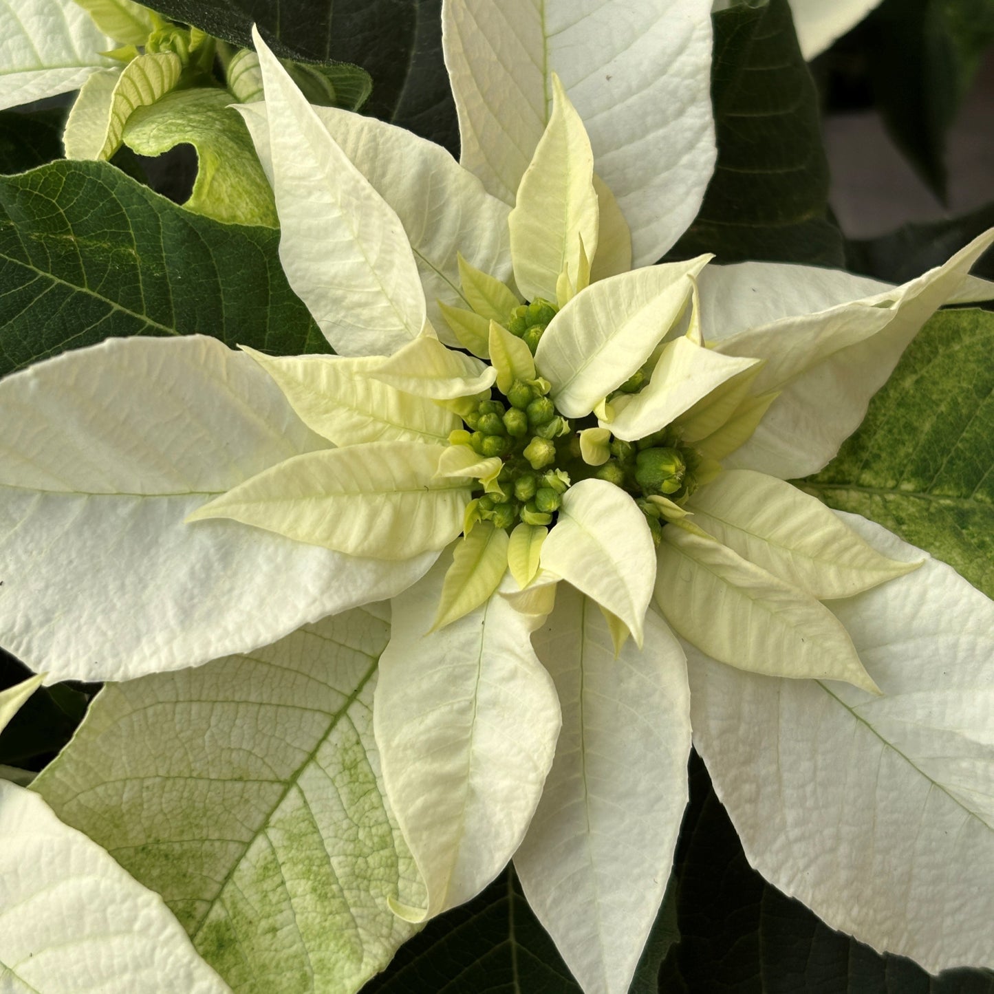 Poinsettia/Princettia