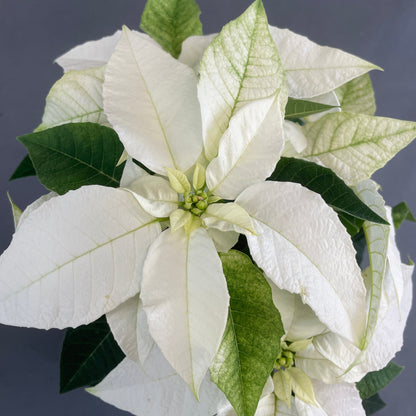 Poinsettia/Princettia