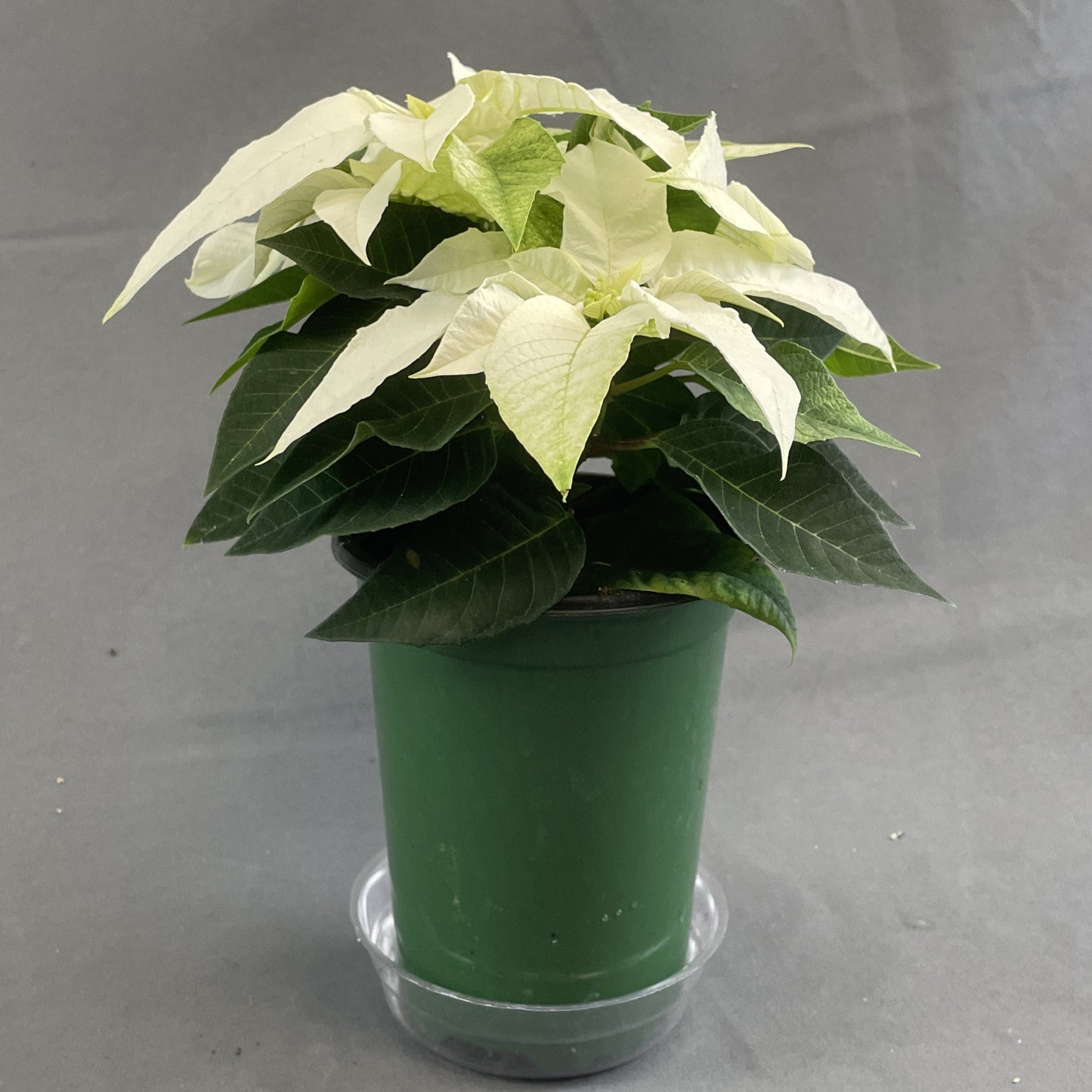 Poinsettia/Princettia