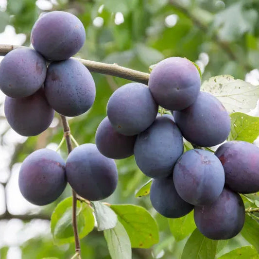 Plum 'Mount Royal'