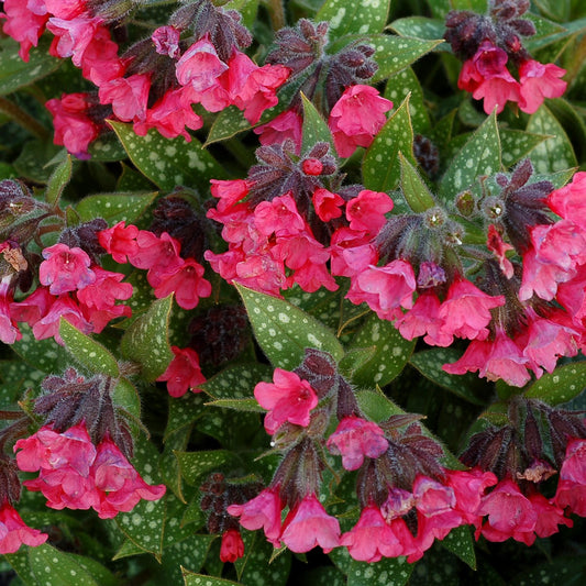 Lungwort 'Shrimps on the Barby'