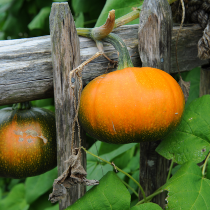 Pumpkin 'Baby Bear'