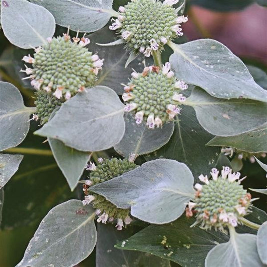 Mountain Mint