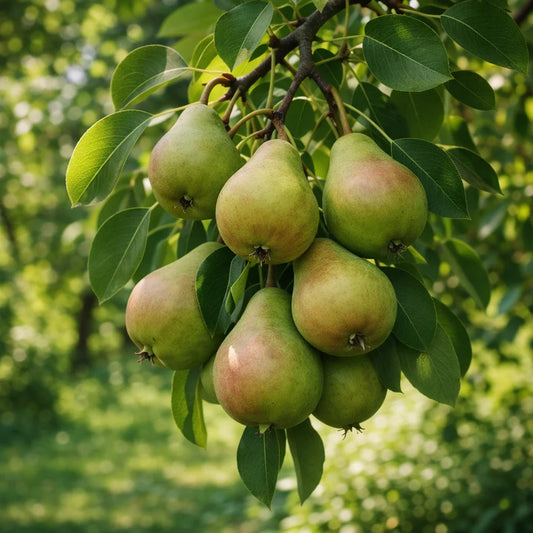 Pear 'Flemish Beauty'