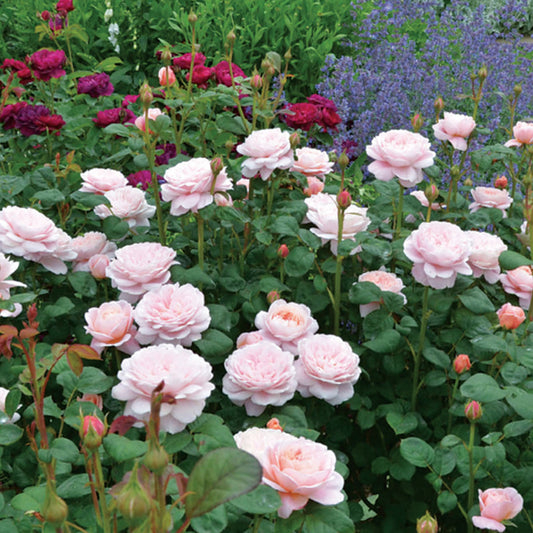 Rose 'Queen of Sweden'
