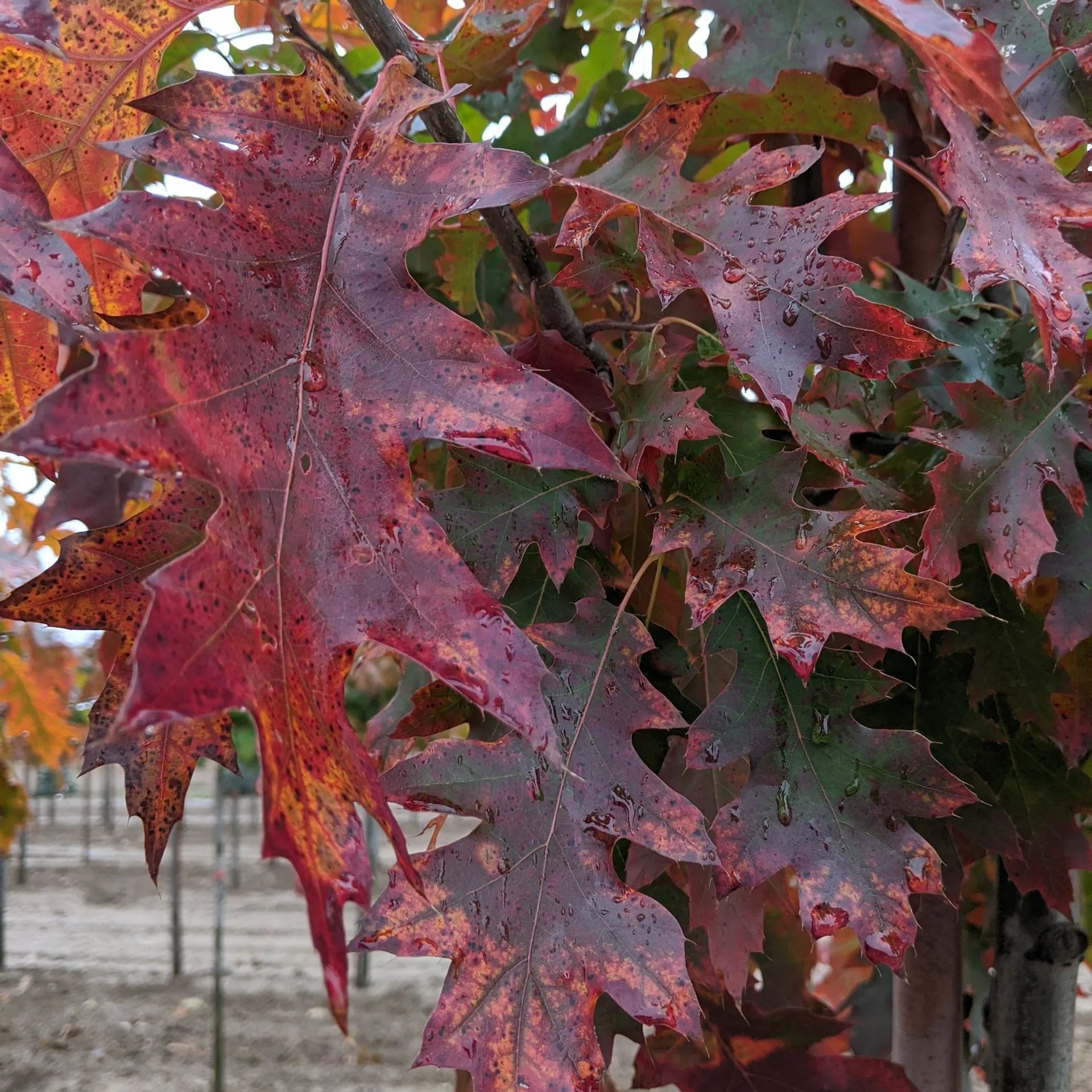 Oak 'Red'