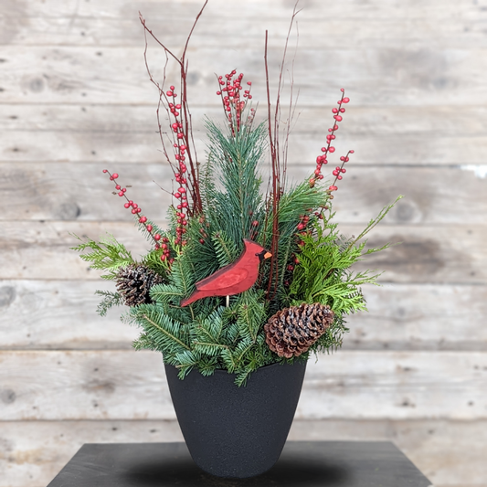 Fresh Christmas Planter 'Cardinal' 12" Pot