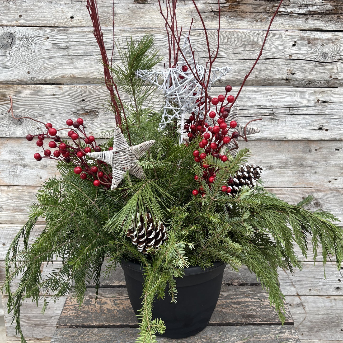 Fresh Christmas Planter 'Shooting Star' 10"