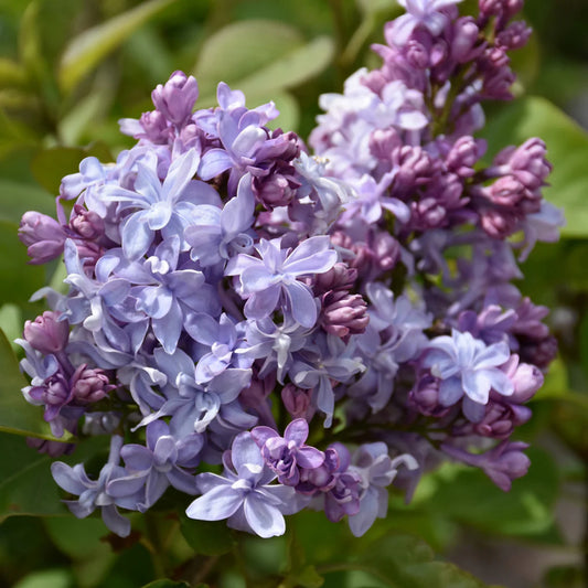 Lilac 'Nadezhda'