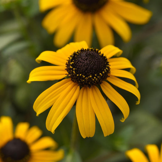 Black-Eyed Susan