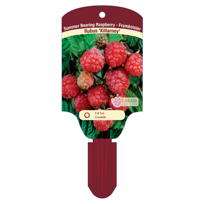 Raspberry 'Killarney'