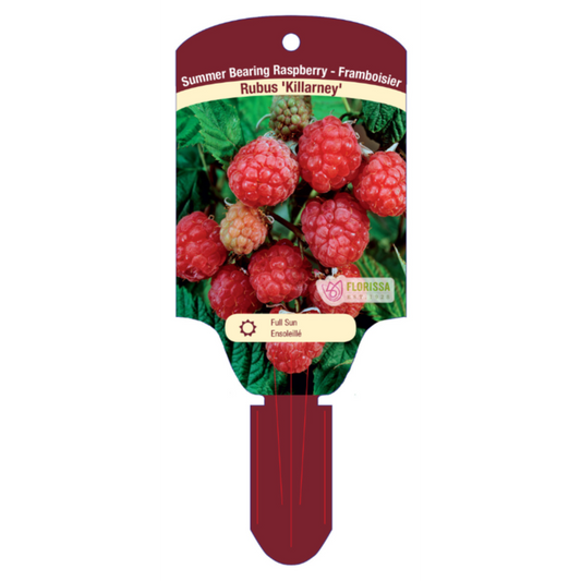 Raspberry 'Killarney'