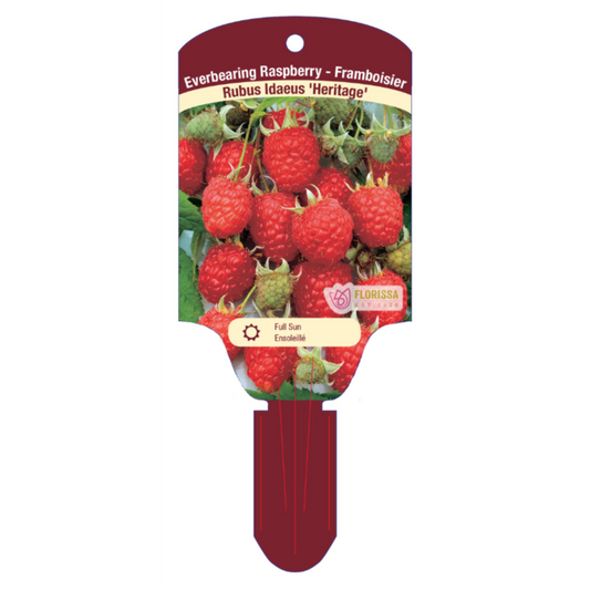 Raspberry 'Heritage'
