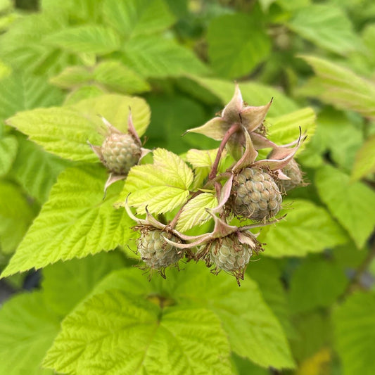 Raspberry 'Royalty'