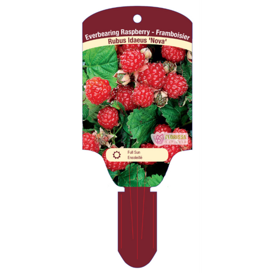 Raspberry 'Nova'