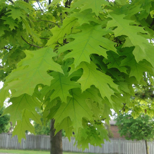 Oak 'Red'