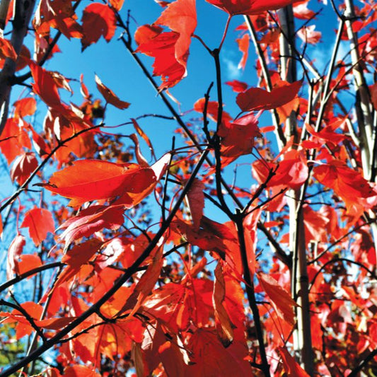 Maple 'Red Sunset'