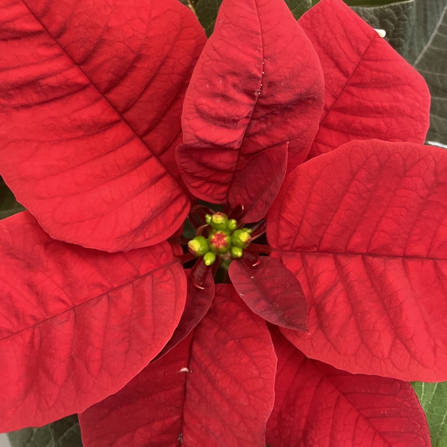 Poinsettia/Princettia