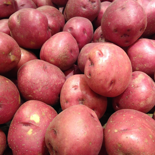 Potatoes Red Pontiac Seed