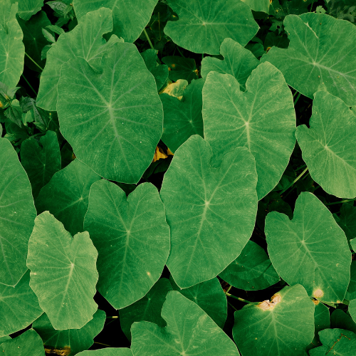 Red Stem Taro