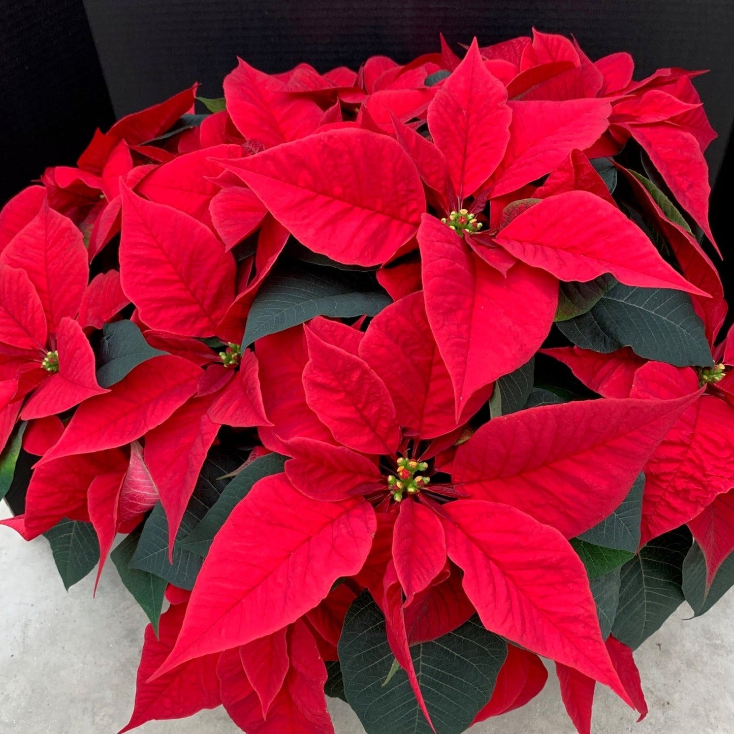 Poinsettia/Princettia