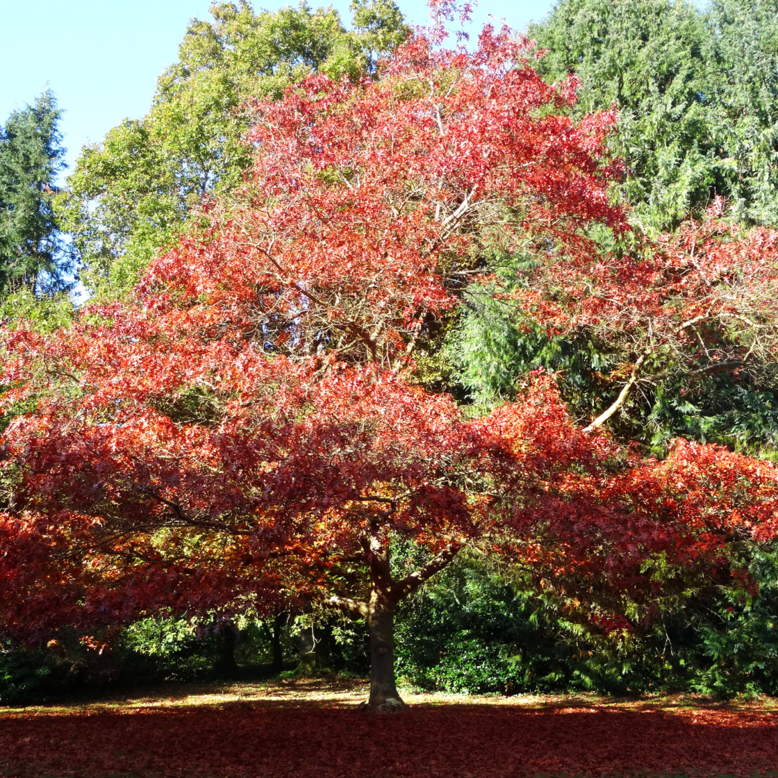 Oak 'Red'