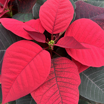 Poinsettia/Princettia