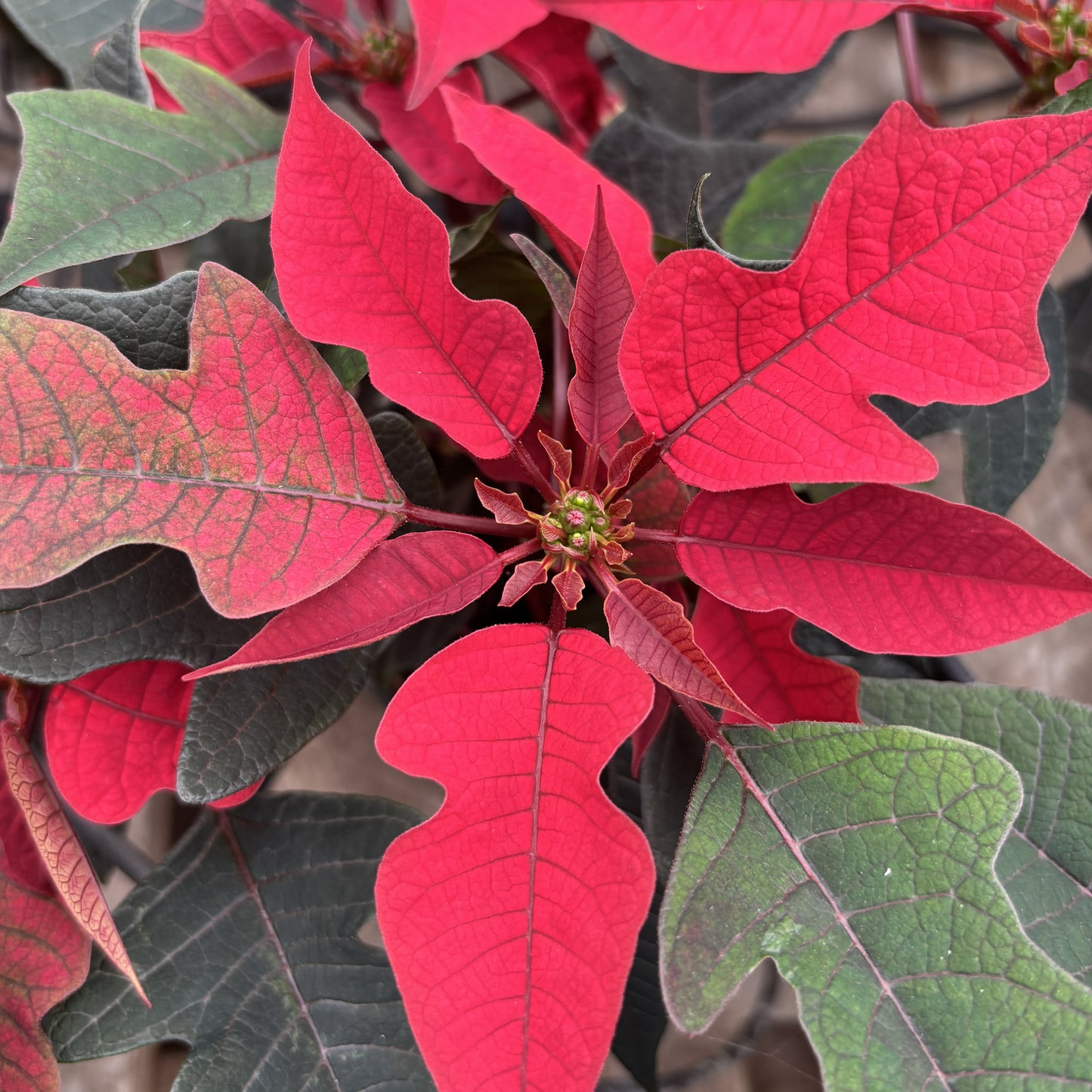Poinsettia/Princettia