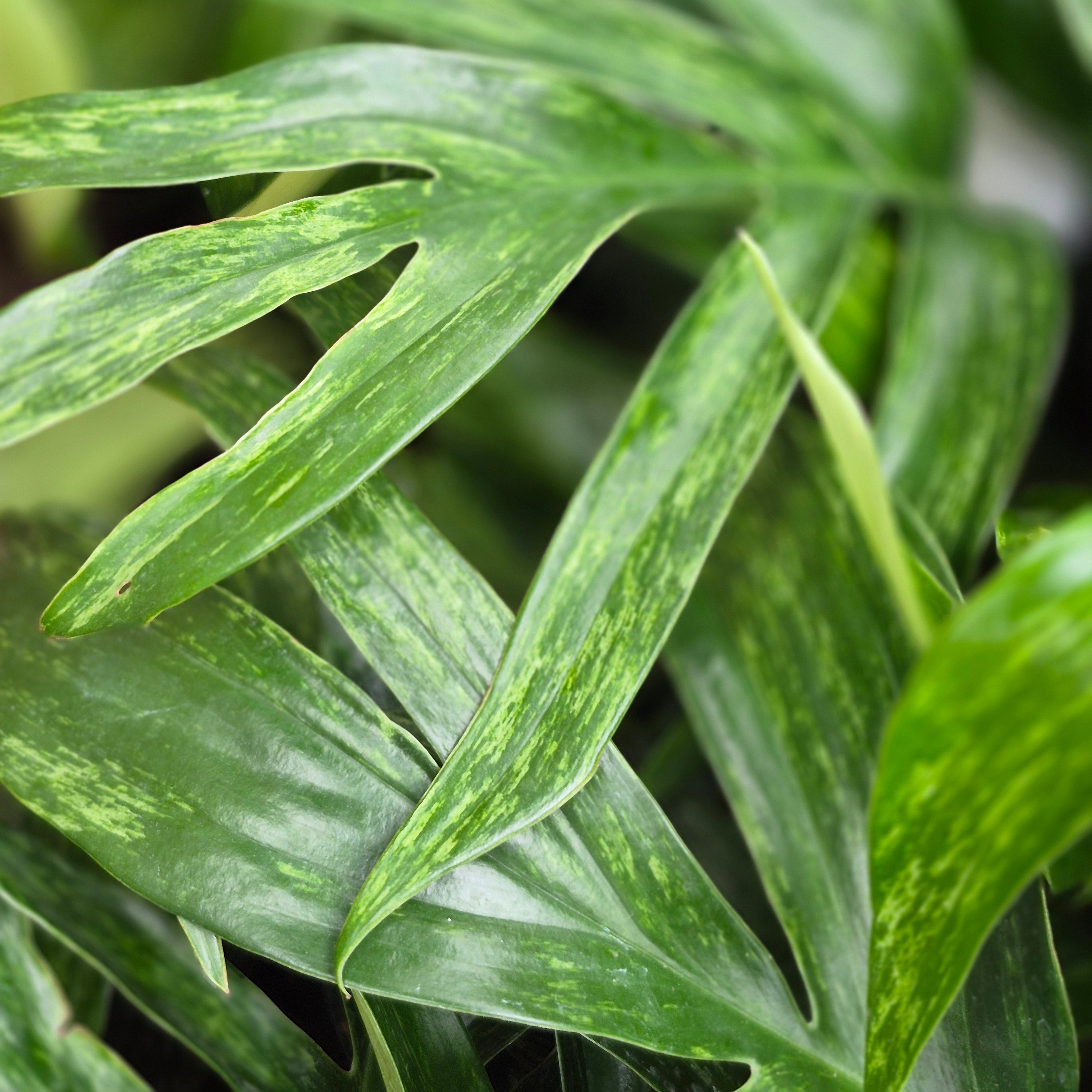 Rhaphidophora Decursiva Variegated