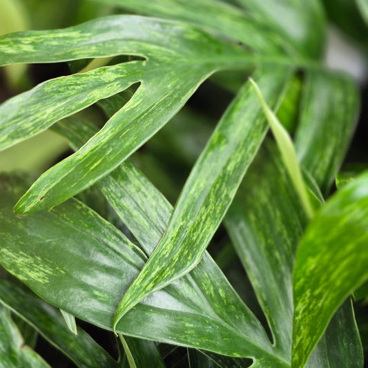 Rhaphidophora Decursiva Variegated