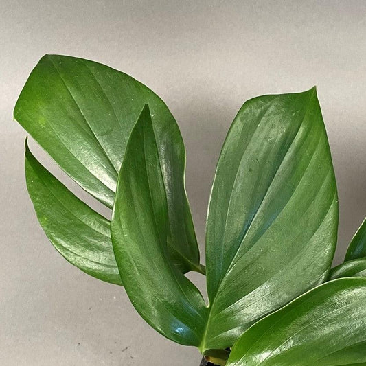Dragon Tail Plant