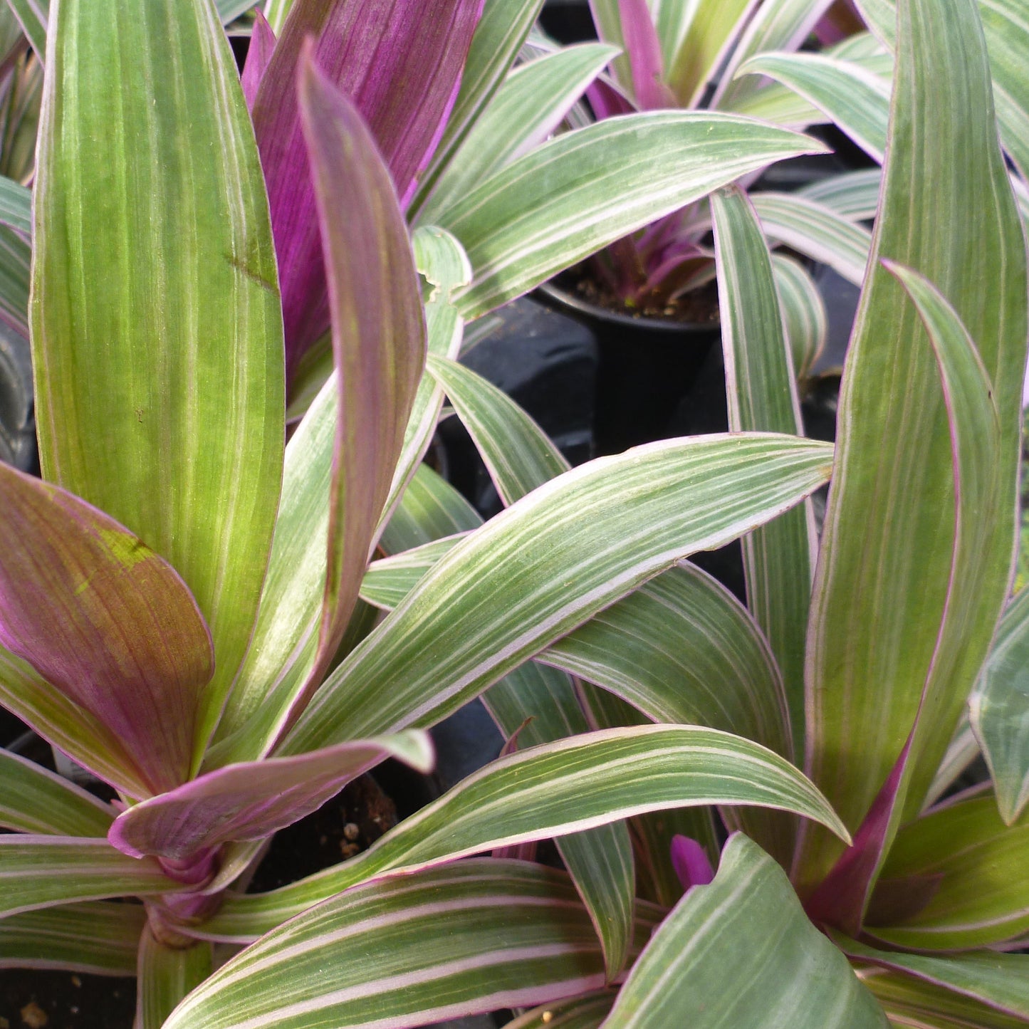 Rhoeo ‘Tricolor’