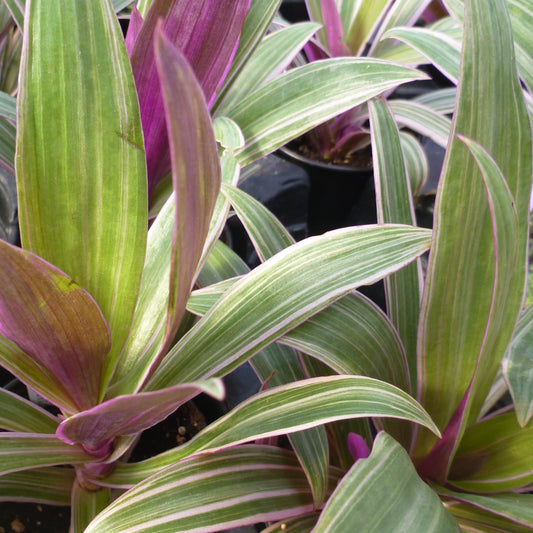 Rhoeo ‘Tricolor’